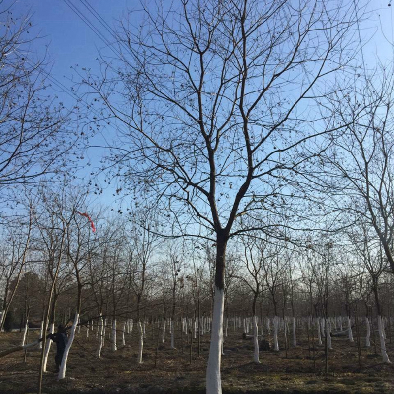 乌桕树起苗现场