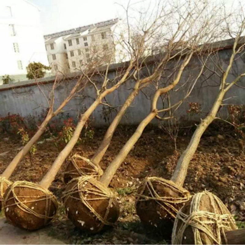 已经起好的乌桕树