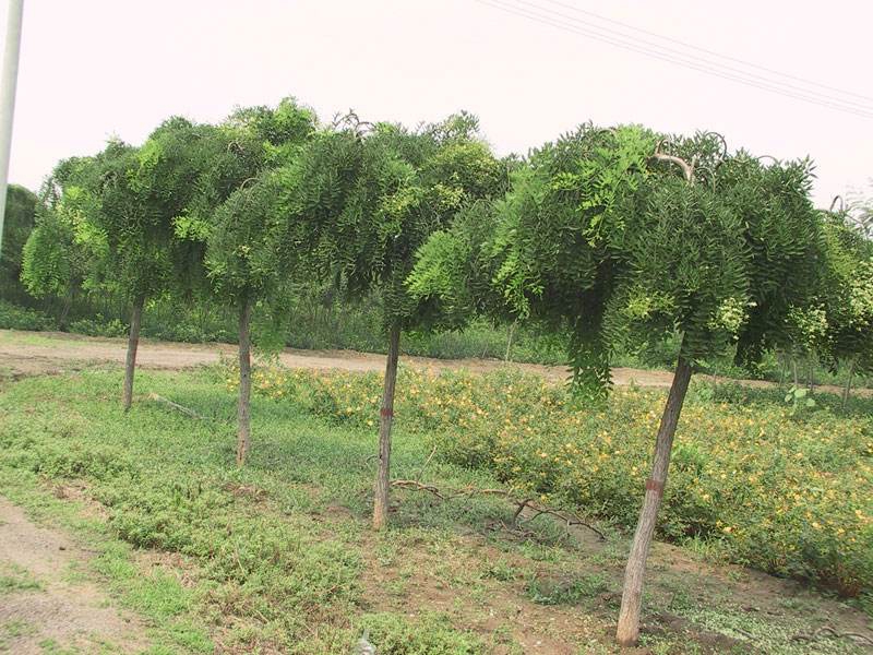 1-20101Q1125D92.jpg